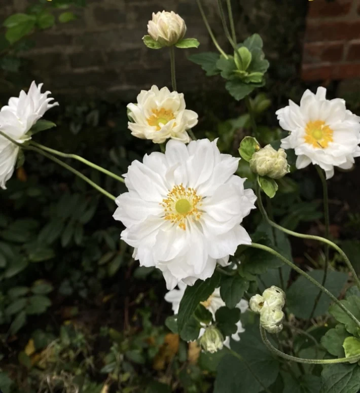 White Japanese autumn anemones