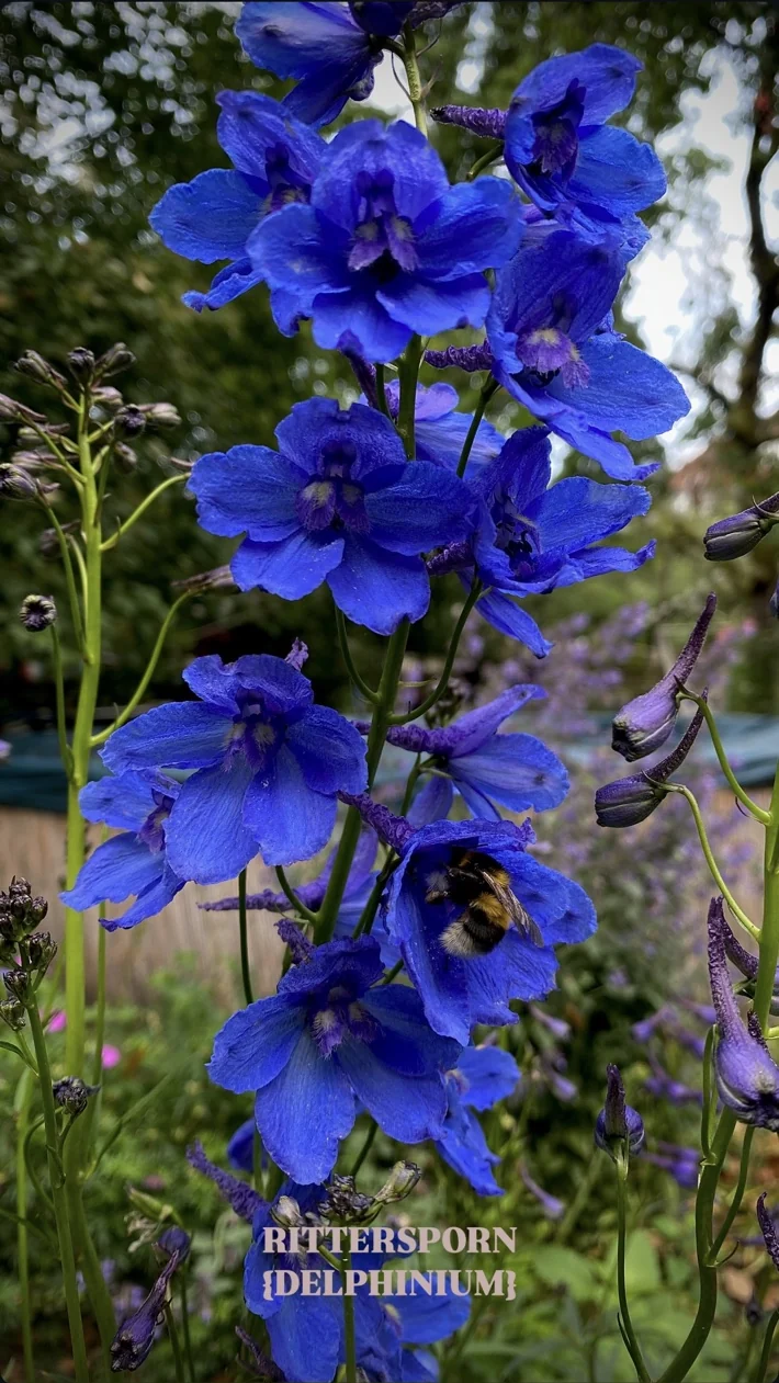 Blue delphinium flowers and a bumblebee